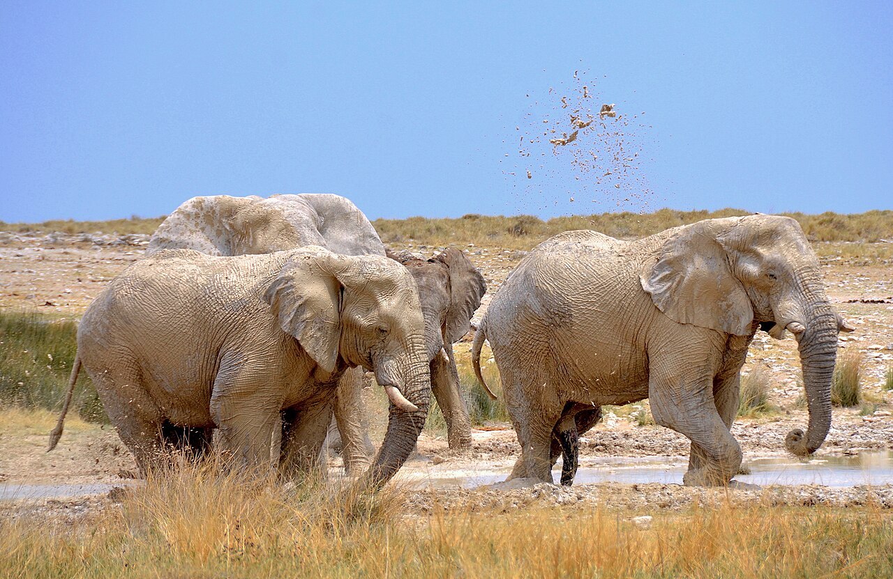 Elephants at Charitsaub waterhole, Etosha, Namibia
