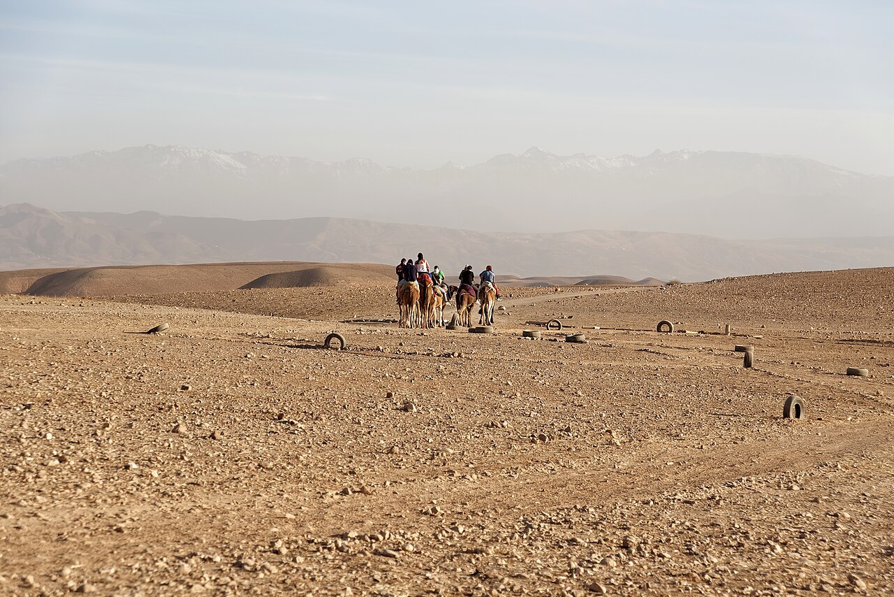 Agafay Desert with dromedaries and High Atlas, Morocco