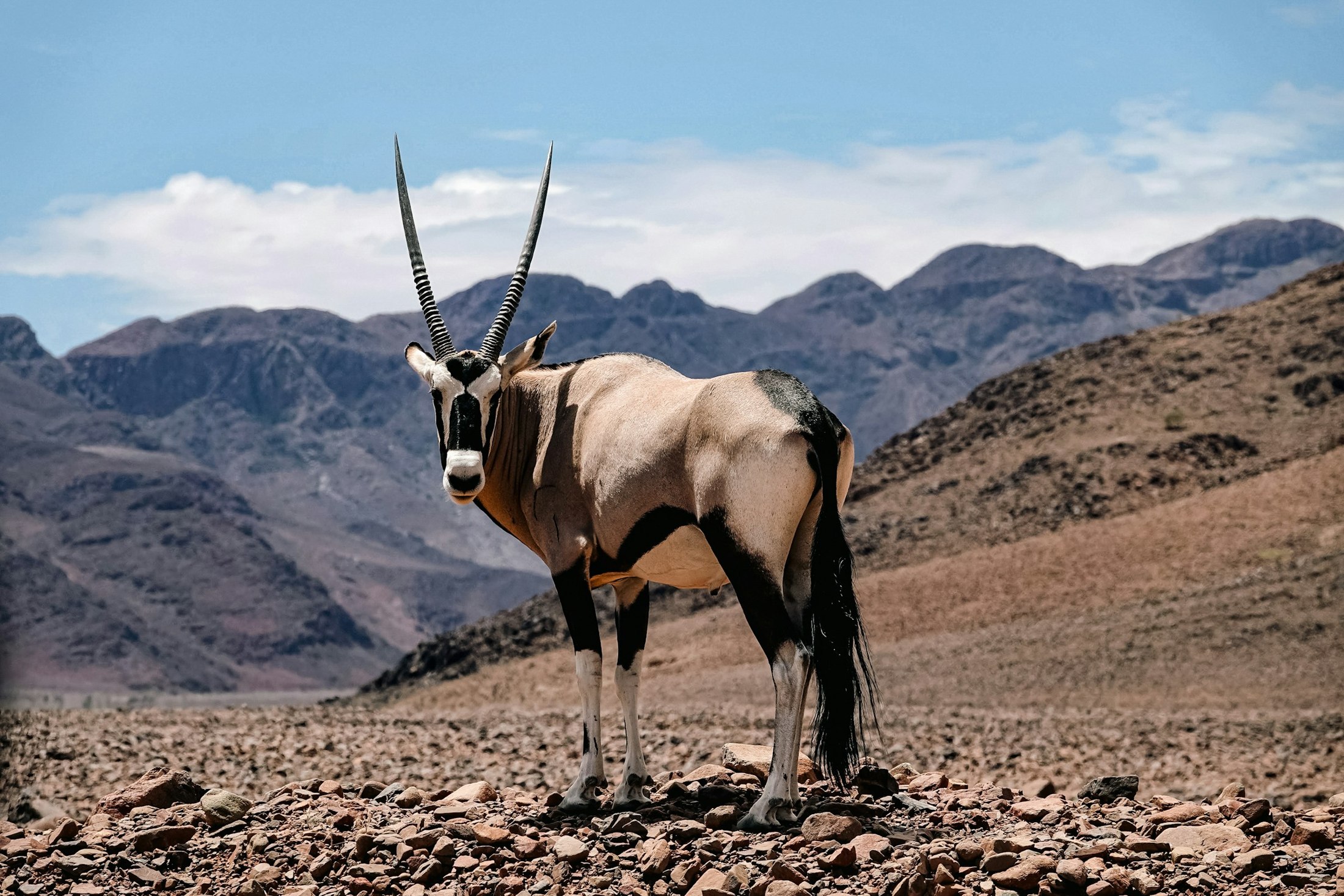 Oryx and mountains, NamibRand Nature Reserve, Namibia