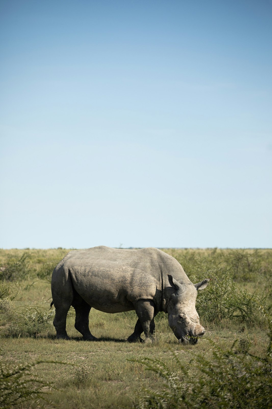 Rhino, Etosha National Park, Namibia