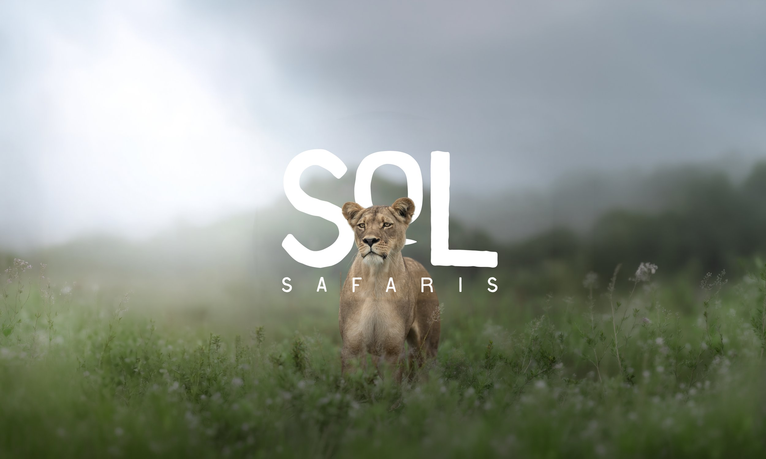 Original Sol Collection lion artwork